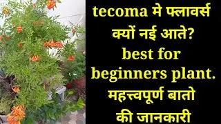 how to care tecoma flowering plant/how do you make tecoma bushy/why tecoma not blooming