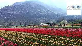Tulips , Snow , Dal lake