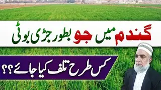 How to control Barley as weed from Wheat crop || Crop Reformer