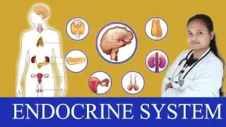 Endocrine system। Endocrine glands Function and Location। Types of Glands 