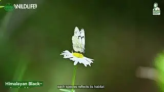 Butterflies of Punjab 