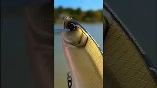 This $130 GOLDEN Swimbait Gets BIG Bites&hellip;