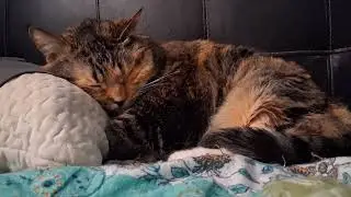 Epic Pillow Nap: Watch This Cat Drift Into Dreamland 💤