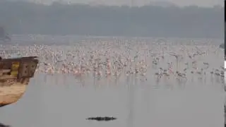 Flamingo march @ Sewri Jetty Mumbai
