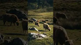 The Art of Slow Living