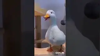 Duck laughs at duck and gets karma