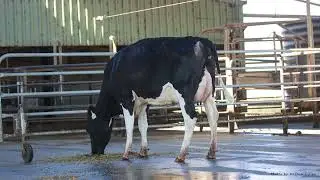 WWS Australia - BANJO P Daughters