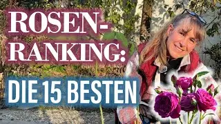 🌹Die BELIEBTESTEN öfterBLÜHENDEN Rosen 🌹
