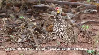 Yellow-necked Spurfowl, Tarangire National Park