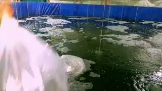 How to start semi biofloc fish farming with PABDA SEED/Kharagpur Biofloc fish farming/easy business