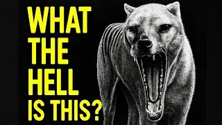 2025 Tasmanian Tiger Evidence Shocks Scientists | Prehistoric Australia&rsquo;s Nightmares