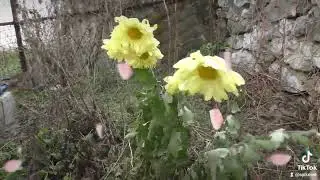 Flower green Steel Soul nature winter