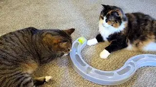 Cats React to Bat and Chase Cat Toy