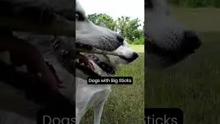 Dogs with Big Sticks