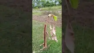 PROSES PENGOLAHAN LAHAN UNTUK PERSIAPAN PENANAMAN SEMANGKA @samsulrijal @samsulrijal 