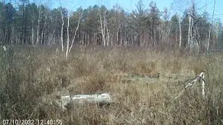 видео с фотоловушки BG-310=M