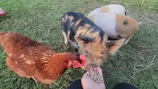 Kunekune's and their Temporary Chicken House Guests Update