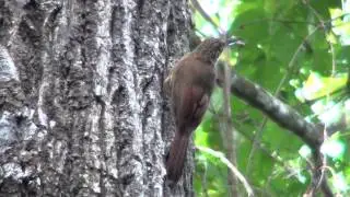 Planalto Woodcreeper - Dendrocolaptes platyrostris (Spix, 1825)