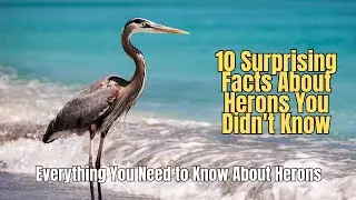 HERONS 📌 10 Surprising Facts About Herons You Didn't Know 🦤
