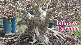 SULTAN CLASS INSPIRATION FULL BONSAI