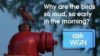 Why are the birds so loud, so early in the morning?
