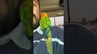 Sun Conure having fun #suncanure