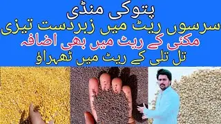 patoki ghala mandi ma tamam ijans ka rate ||mandi rate update