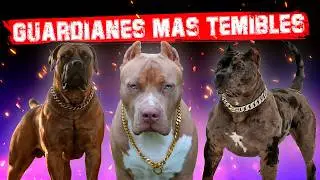 😨 Los 10 Perros Guardianes mas temibles del planeta