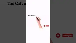 Calvin cycle | dark reactions | The nature's smallest factory | definition | Phases #foodsynthesis