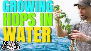 Hydroponic Hops - Growing Hydro Hops without Soil - Part 1