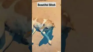 #Beautiful #Bitch  #bitchute @EntertainmentFactz123 @AnimaSEA