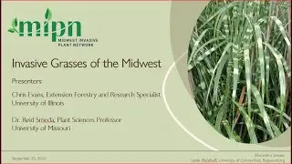 Invasive Grasses of the Midwest