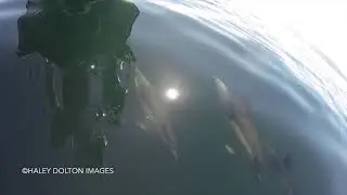 Common Dolphins in Cornwall // AK Wildlife Cruises