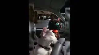 #cat driving car's 🚗🐈😺