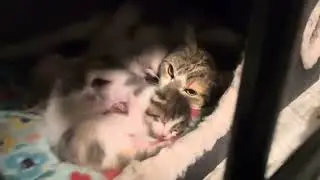 A very special Cuddle Talk