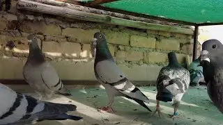 Haji Nasir And Shoiab Loft Quetta | Pakistan Racing Pigeons | Pets Valley | Racer Kabutar