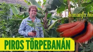 Miért szeretjük a Musa acuminata 'Red Dacca'-t, a piros törpebanánt?