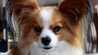 Papillón, (Spaniel Enano o Perro Mariposa) Raza de Perro
