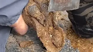 The Largest Hoof I Have Ever Had To Trim. Horse Restoration Front Hooves.