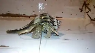 Nice Wheels, Mr. Hermit