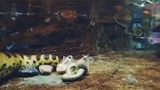Anaconda Snake Giving Birth Eunectes Murinus ZOO Brno