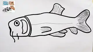 How To Draw A Barb Fish