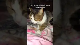 cat's would be good pizza chest indred