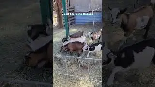 Good Morning! #homestead #homesteading #homesteadlife #simpleliving #simple #goats #farm