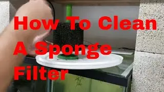 Sponge Filter Maintenance: How I Clean A Sponge Filter For My Aquarium