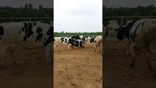Enjoying the good weather | Rainy day #cows #shorts #animals #youtubeshorts #cattle