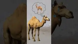 Cute Camel Crying 🥲❤️|