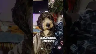 I love you! What an amazing conversation. Houdini the talking dog #speakingdog #dogtraining #shorts