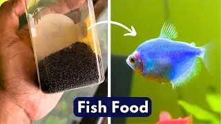 Best Aquarium Fish Food | How to Feed Fish | Fish care | Widow Fish