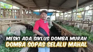Update Perkembangan Breeding Domba Spesialis Sopas Di Tenda Biru Farm Habibi